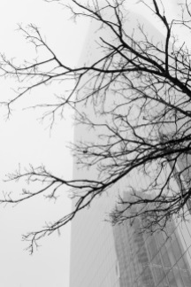 Branches and Fog