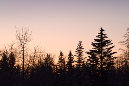 Bow River Sunset Tree Silhouettes 1
