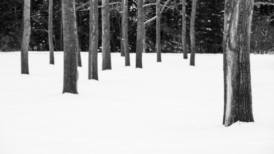 Bowness Park Poplars In Snow 1